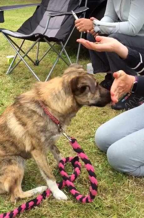 dog nose touches