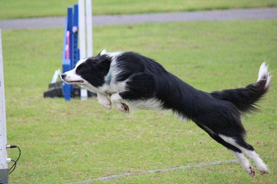 border collie agility DB Dog Training