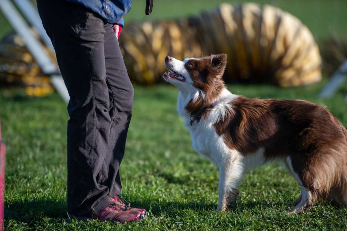 DBDT Dog Training in Norfolk with Jayne Fuller