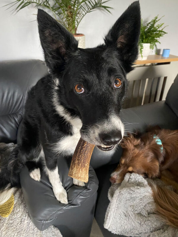 DBDT Dog Training in Norfolk