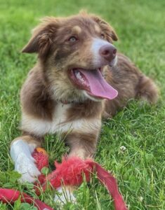 dbdt dog training classes